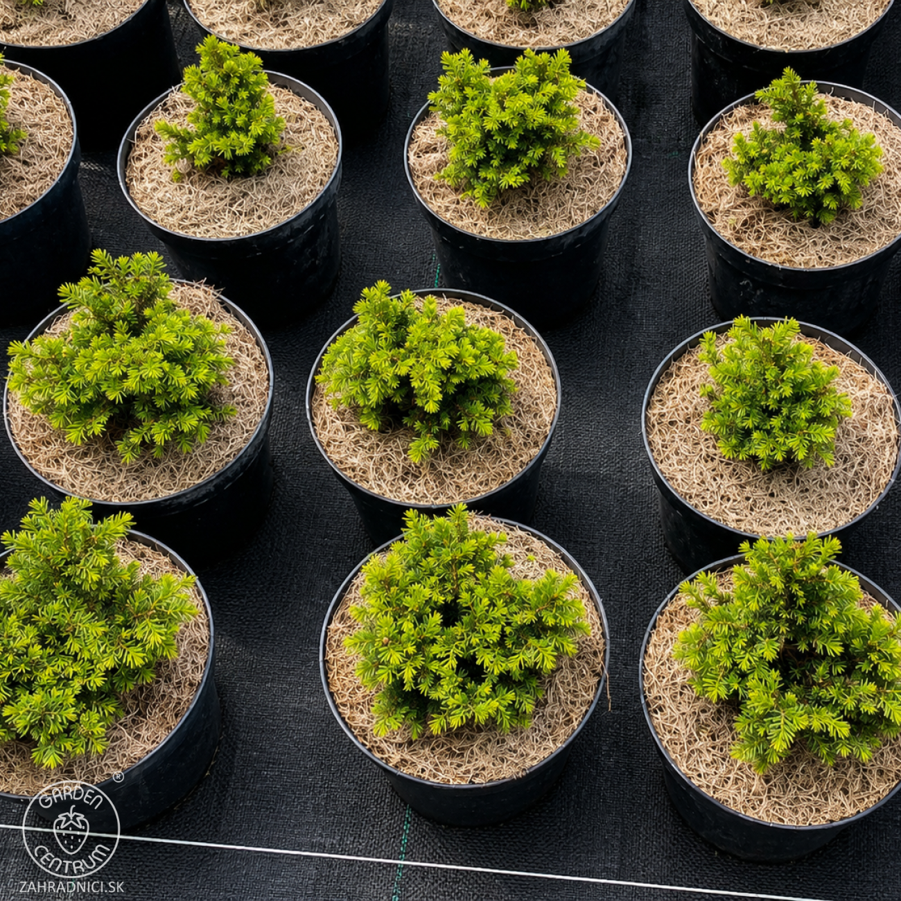 Obrázok Smrek obyčajný (Picea abies) ´LITTLE GEM´ – výška 5-10 cm , ø 10-15 cm, kont. C2L